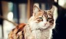 猫粮推荐什么牌子好?2026 高口碑排行榜，幼猫选粮避坑优选