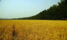 土地 季节—麦籽的变迁